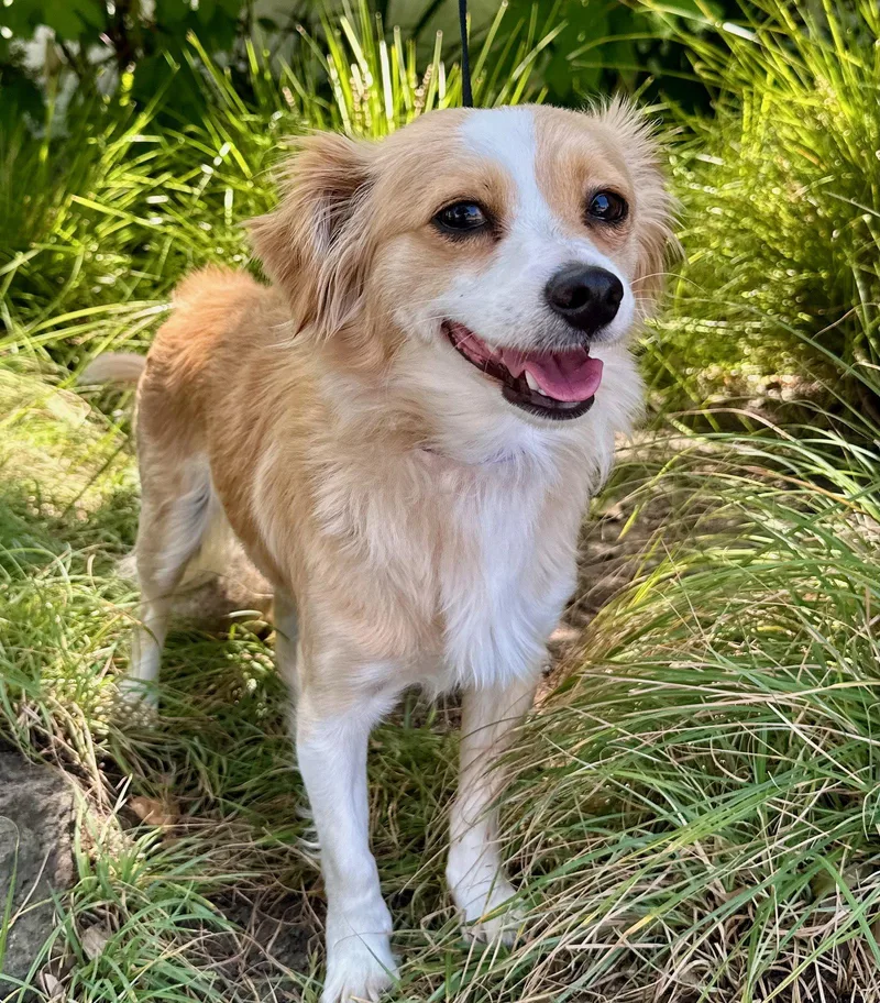 A baby small-sized female Cavalier King Charles Spaniel dog named Splendid for adoption in Palo Alto, CA