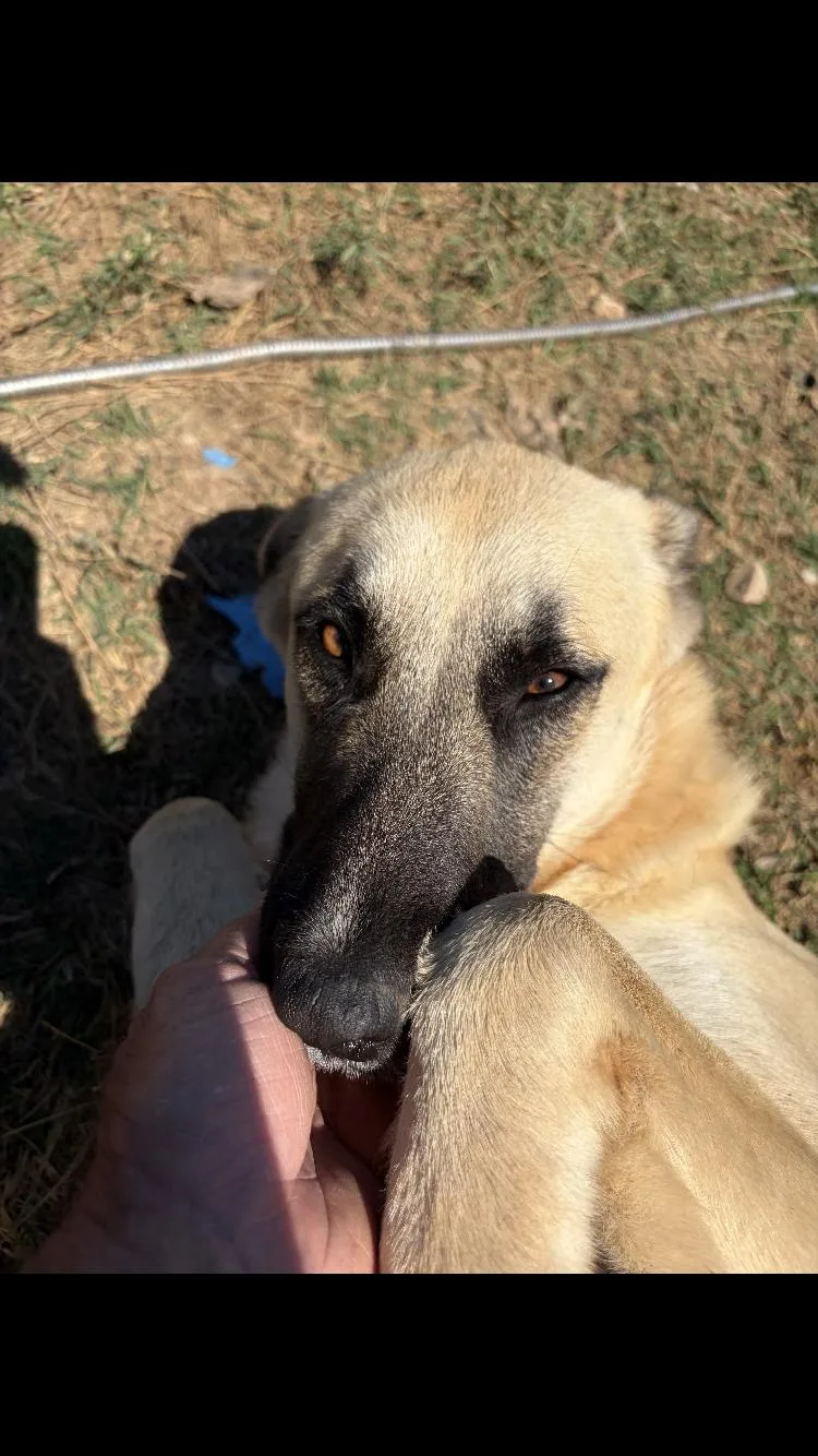 A young large-sized female Anatolian Shepherd dog named Willow for adoption in Paradise, TX