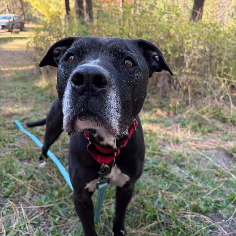 A senior large-sized male Mixed Breed dog named Daffy for adoption in Moscow, ID