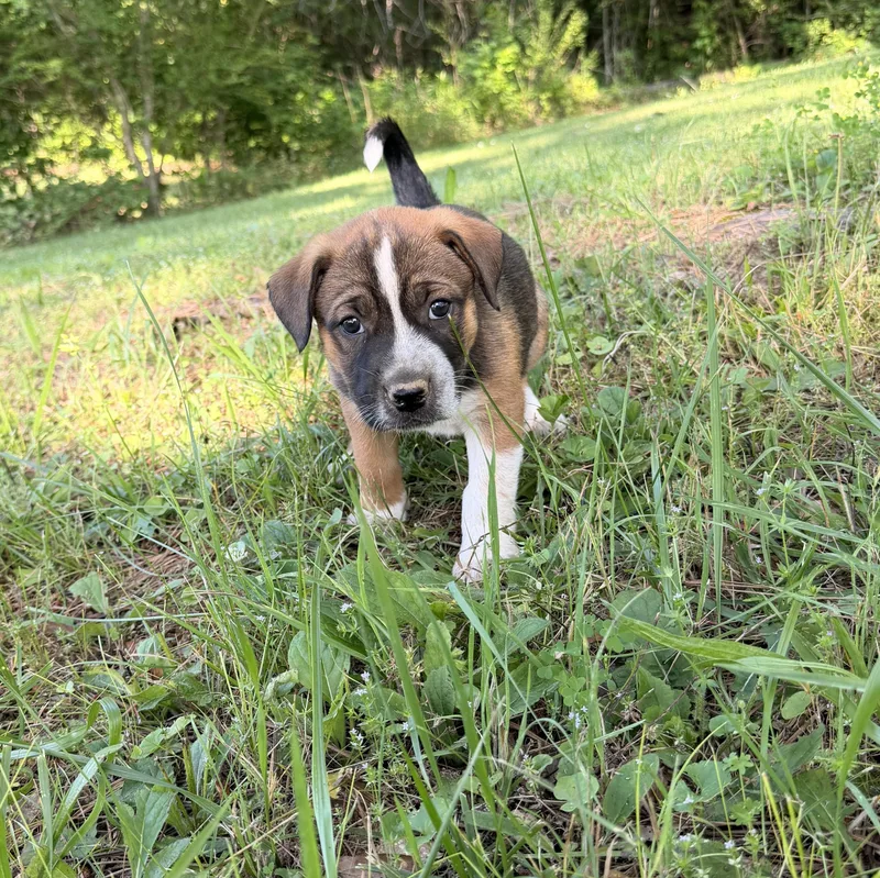 A baby medium-sized male Tricolor (Brown, Black, & White) Hound dog named Huck for adoption in Warrior, AL
