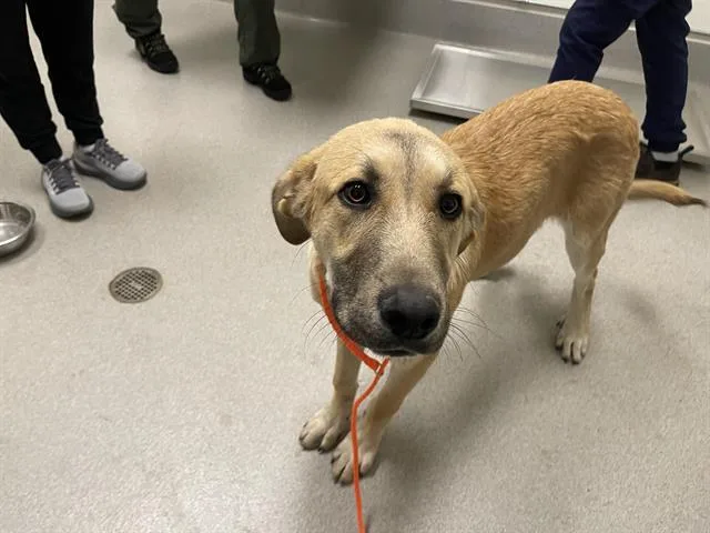 A young large-sized male Anatolian Shepherd dog named Amaru for adoption in Auburn, CA