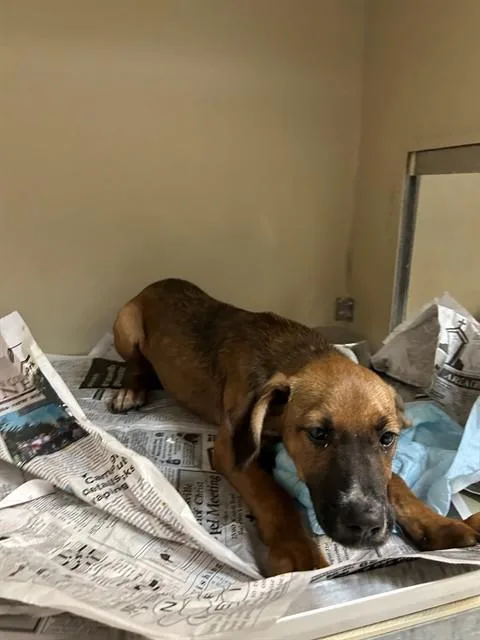 A baby medium-sized male Redbone Coonhound dog named Blue for adoption in Cookeville, TN