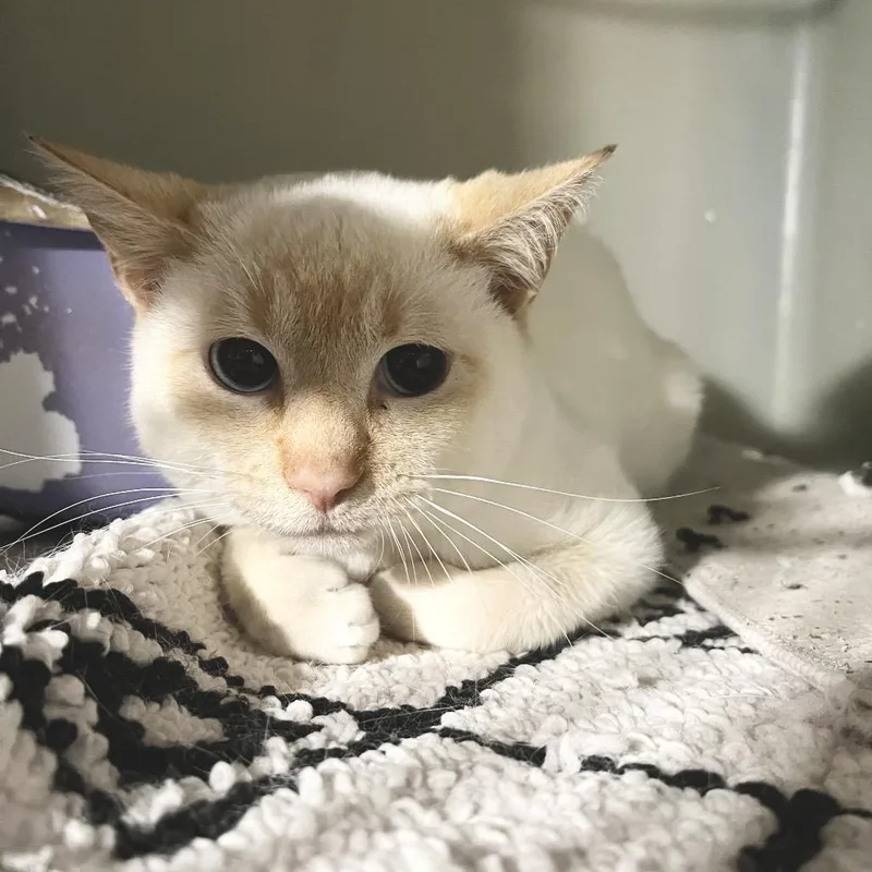 A baby small-sized male Siamese cat named Dante for adoption in Woodstock, GA