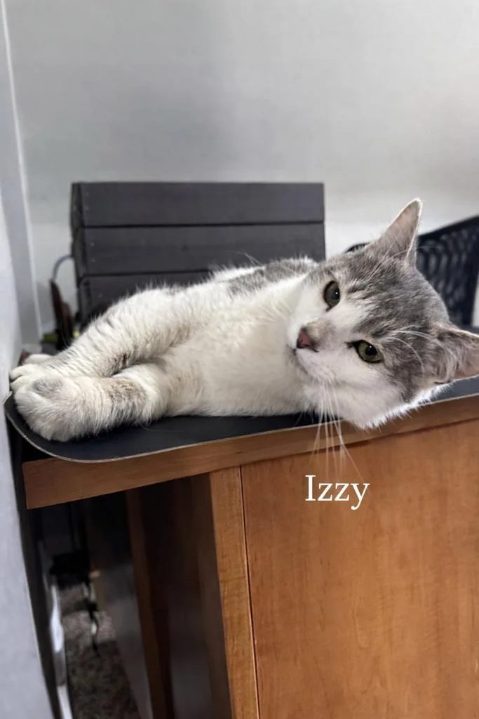 A baby small-sized male Gray & White Domestic Short Hair cat named Izzy for adoption in Turnersville, NJ