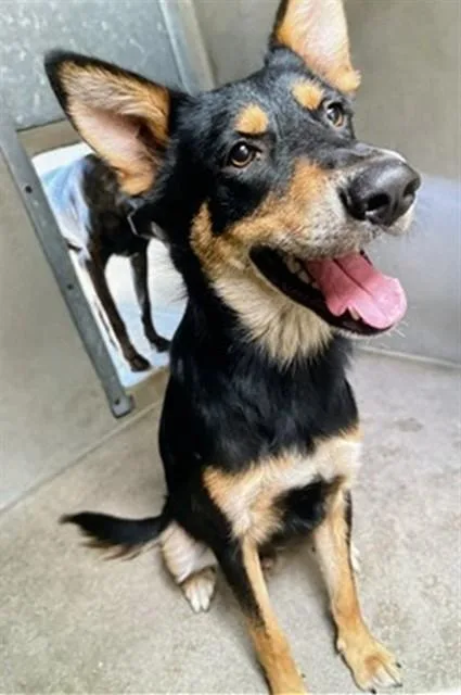 A young medium-sized male German Shepherd Dog dog named Lobo for adoption in San Bernardino, CA