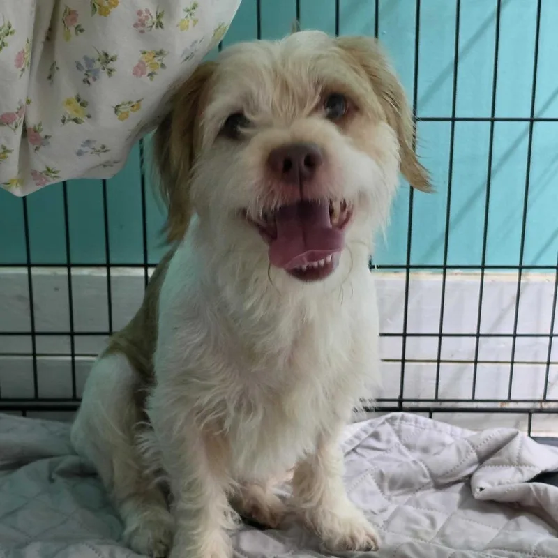 A young small-sized male Yellow / Tan / Blond / Fawn Mixed Breed dog named Benji for adoption in Jefferson city, TN