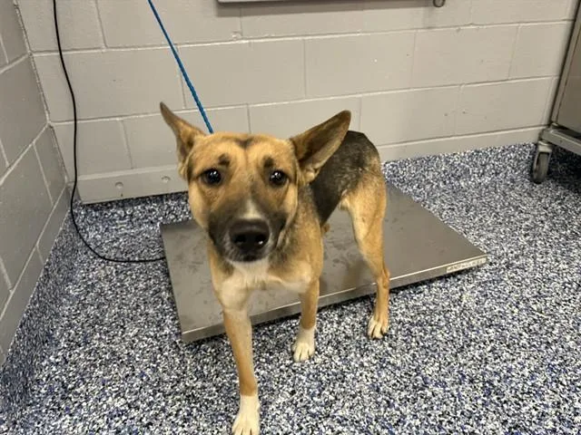 A young medium-sized male German Shepherd Dog dog named Balto for adoption in Thousand Palms, CA