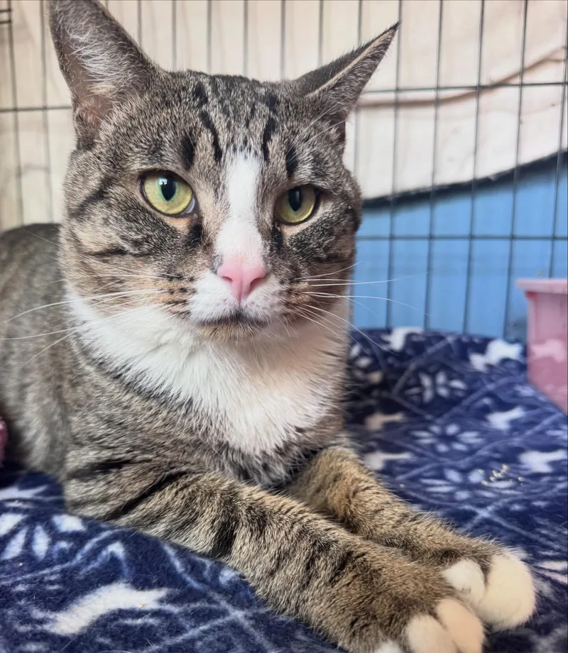 An adult medium-sized male Domestic Short Hair cat named Piece Nugget for adoption in Levittown, PA
