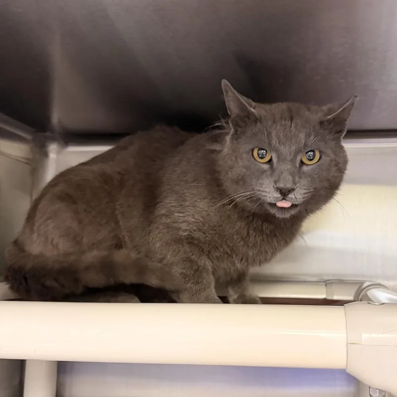 An adult large-sized male Gray / Blue / Silver Domestic Short Hair cat named Grey Bee for adoption in Indianapolis, IN