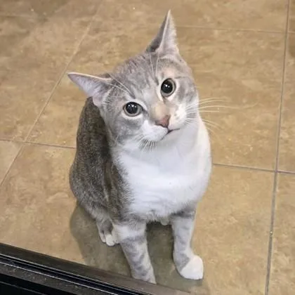 An adult medium-sized male Tabby (Gray / Blue / Silver) Domestic Short Hair cat named Fennel for adoption in Dubuque, IA