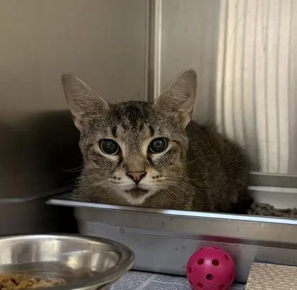 An adult medium-sized female Domestic Short Hair cat named Raquel  Working Cat for adoption in Fairfax, VA