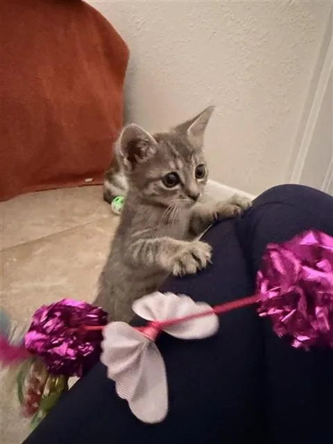 A baby small-sized female Domestic Short Hair cat named Dot for adoption in Corpus Christi, TX
