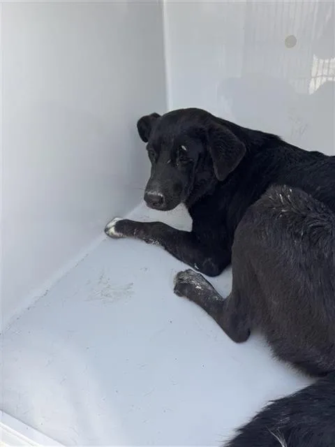 An adult medium-sized female Flat-Coated Retriever dog named A for adoption in Houston, TX