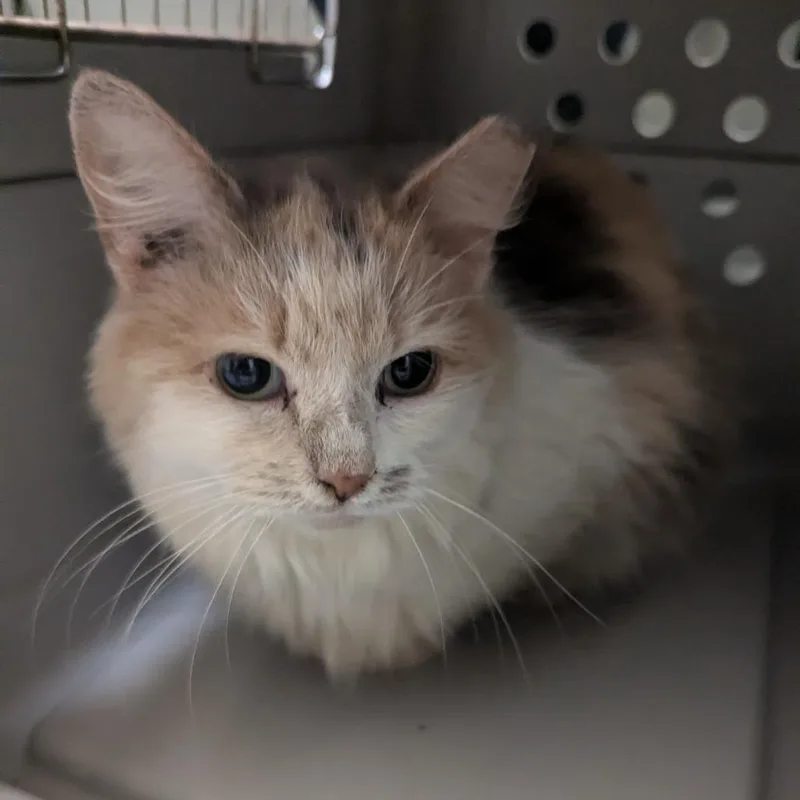 An adult medium-sized female Domestic Long Hair cat named Quokka for adoption in Charlottesville, VA