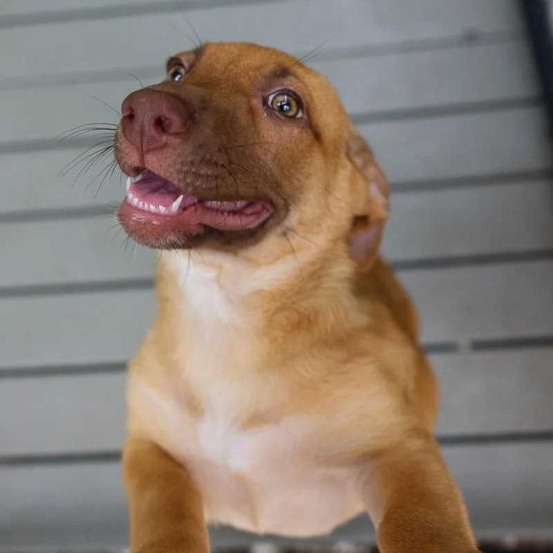 A baby medium-sized female Brown / Chocolate Mixed Breed dog named Gelato for adoption in Bradenton, FL
