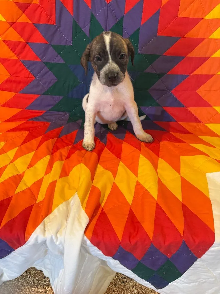 A baby small-sized female Mixed Breed dog named Shasta for adoption in Hot Springs, SD
