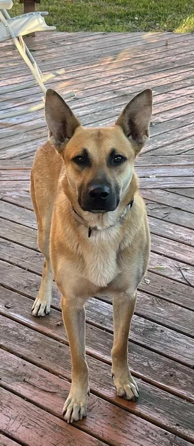 An adult large-sized male Yellow / Tan / Blond / Fawn German Shepherd Dog dog named Hanson for adoption in Liverpool, TX