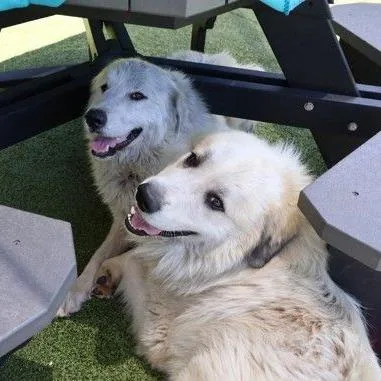A young large-sized female White / Cream Great Pyrenees dog named Ct Yuki for adoption in Stormville, NY