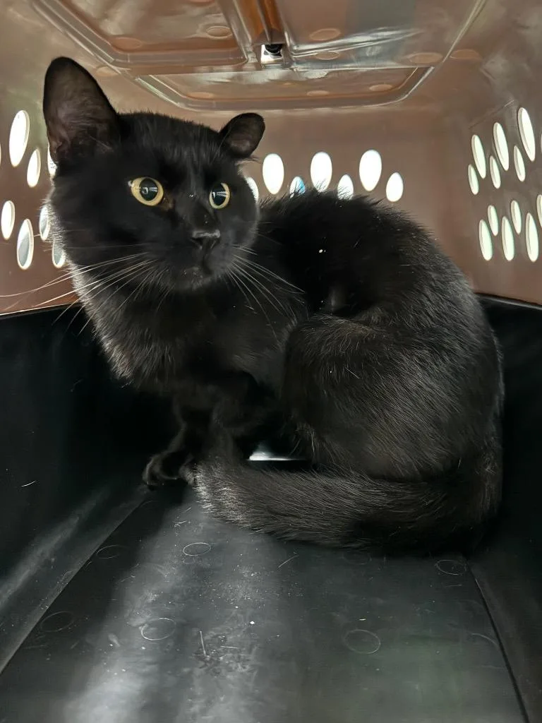 An adult medium-sized male Domestic Short Hair cat named Rogue for adoption in Bloomington, IN