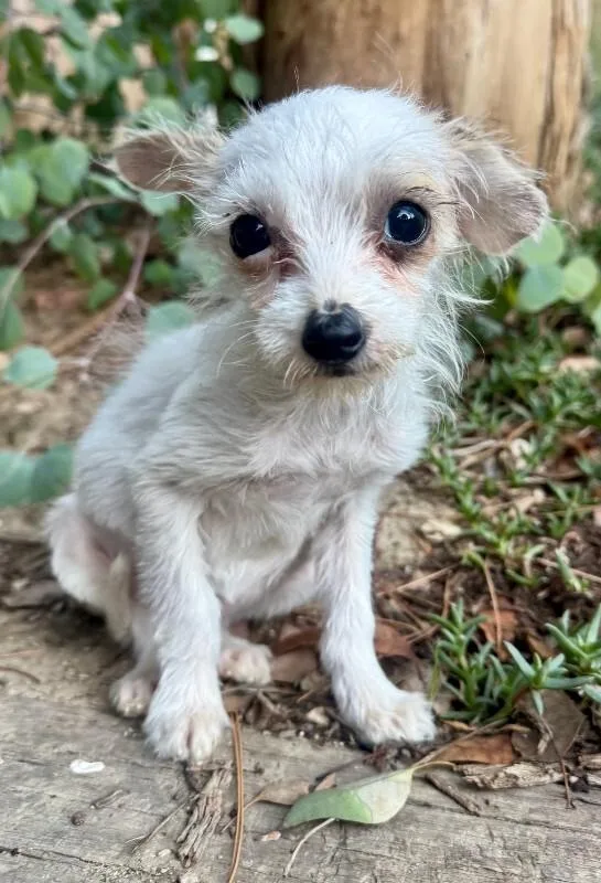 A young small-sized female White / Cream Mixed Breed dog named Buttercup for adoption in Valley Village, CA