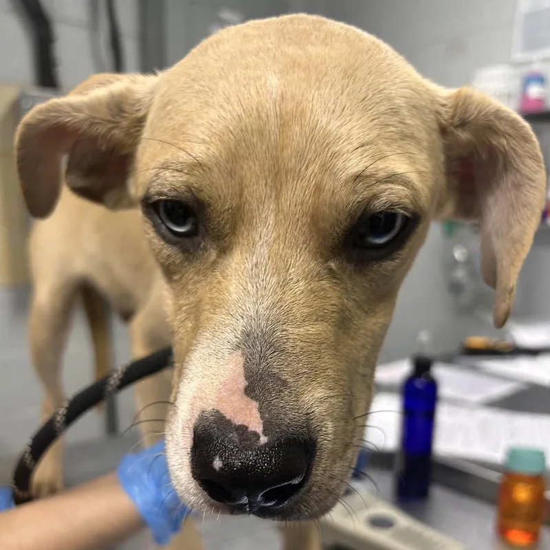 A young medium-sized male Yellow / Tan / Blond / Fawn Mixed Breed dog named Tanner for adoption in Summerville, SC