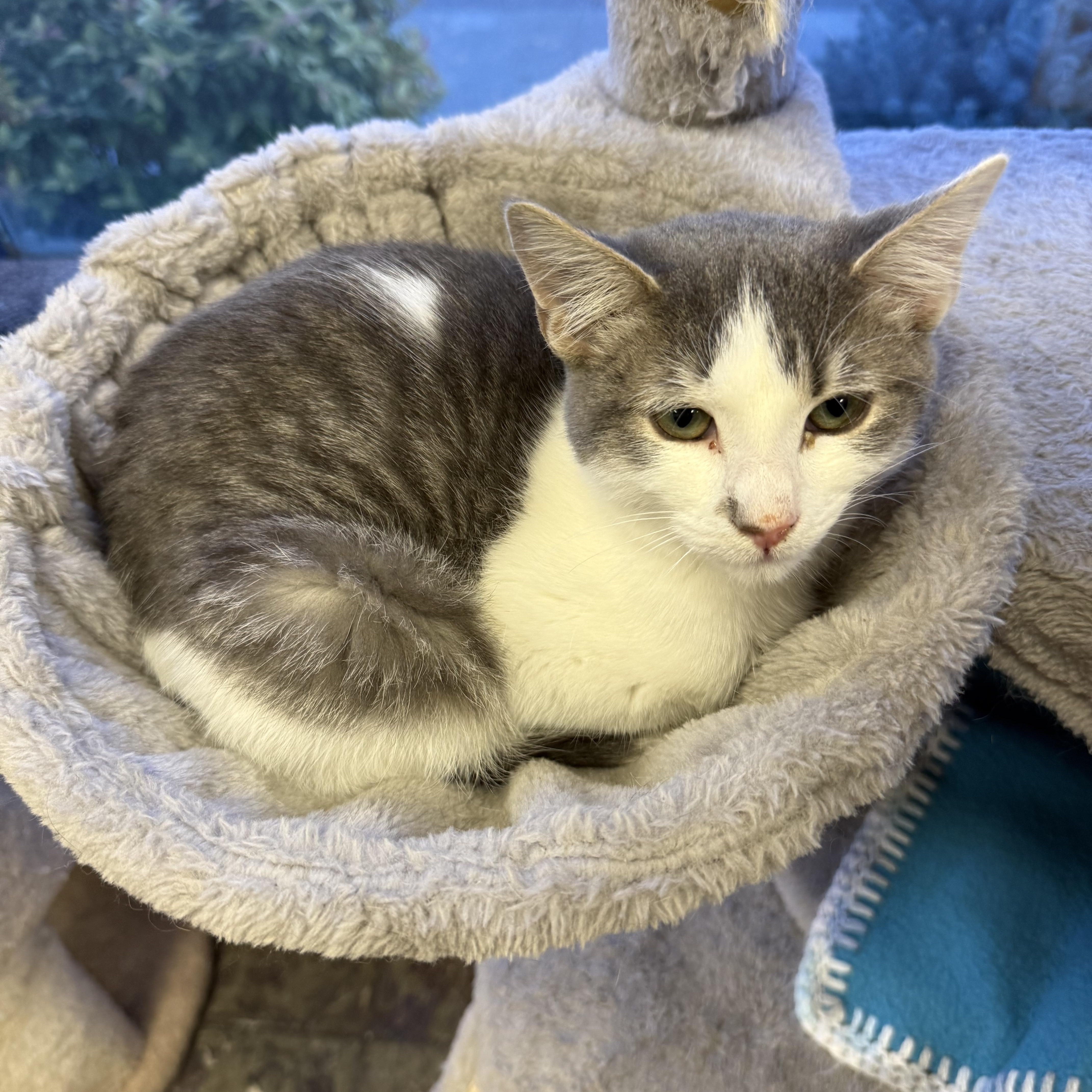 A baby medium-sized female Gray & White Domestic Short Hair cat named Opal for adoption in Hamburg, NY