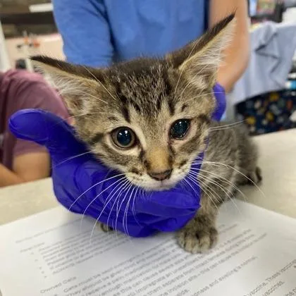 A young small-sized male Domestic Short Hair cat named Magnus for adoption in Beatrice, NE
