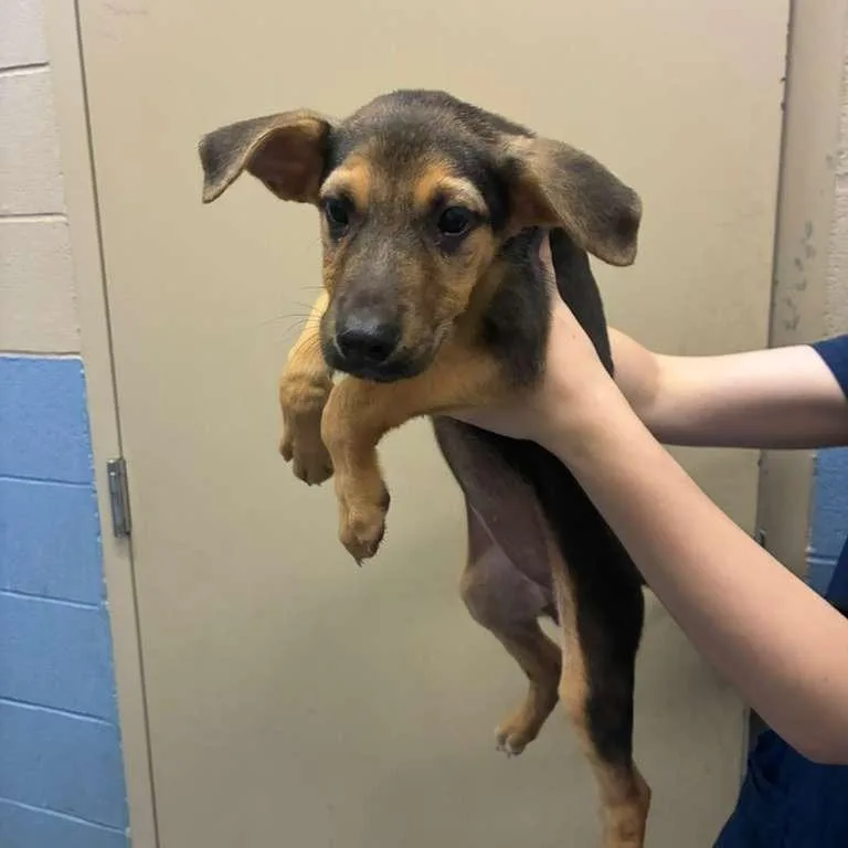 A baby medium-sized female Black Mixed Breed dog named Ti for adoption in Gadsden, AL