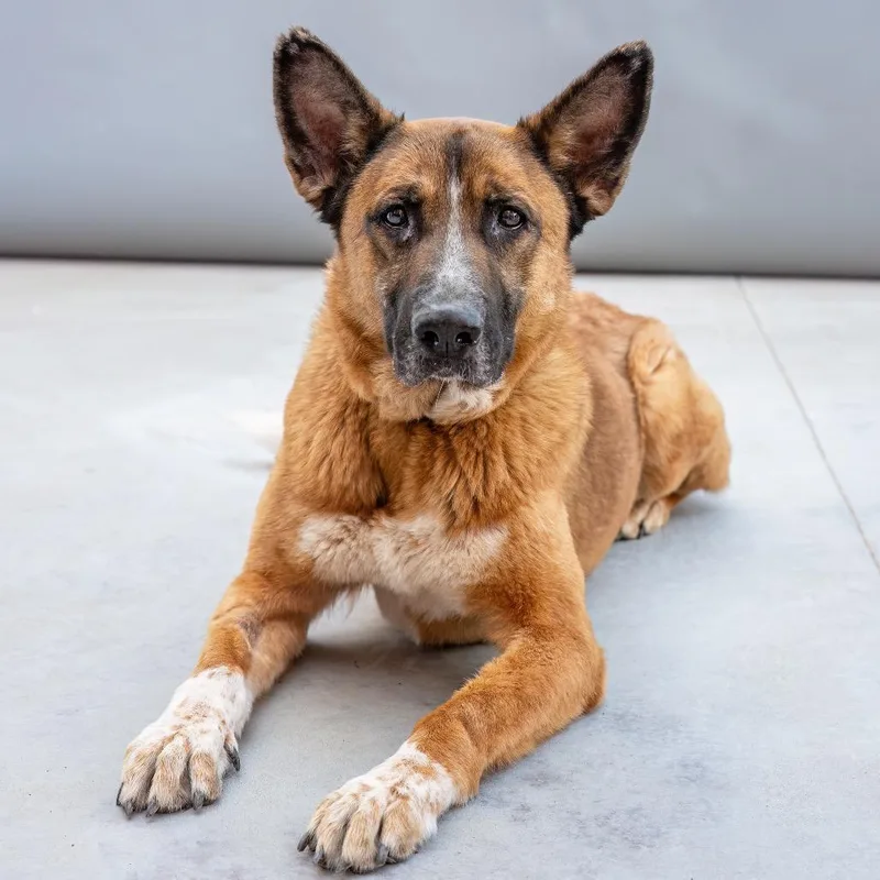 An adult large-sized female Brown / Chocolate Shepherd dog named Athena for adoption in Palm Springs, CA