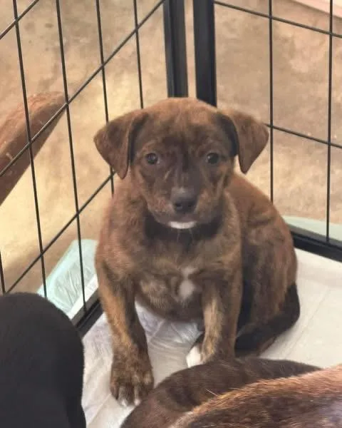 A baby medium-sized male Brindle Mixed Breed dog named Chester for adoption in Aberdeen, NC
