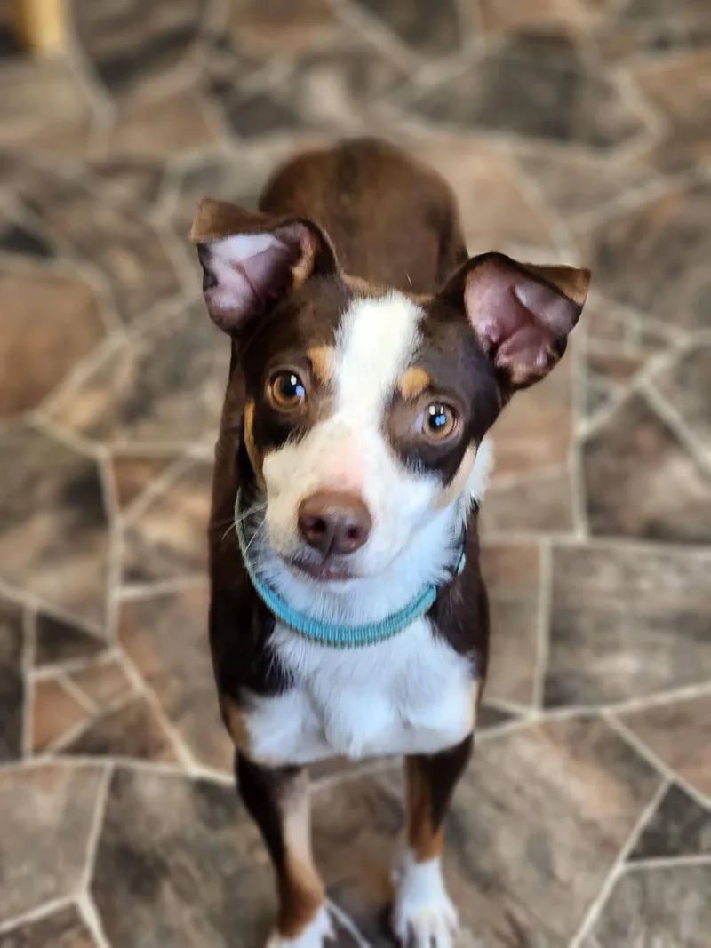 An adult small-sized male Tricolor (Brown, Black, & White) Rat Terrier dog named Worm for adoption in Sterling Heights, MI