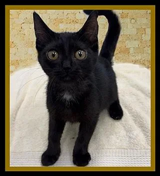 A baby small-sized male Domestic Short Hair cat named Buffoon for adoption in Peoria, IL