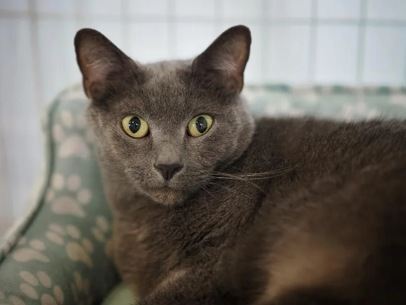 Smale Park thumbnail 4