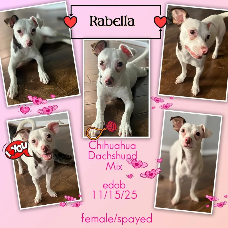 Rabella MVT thumbnail 3