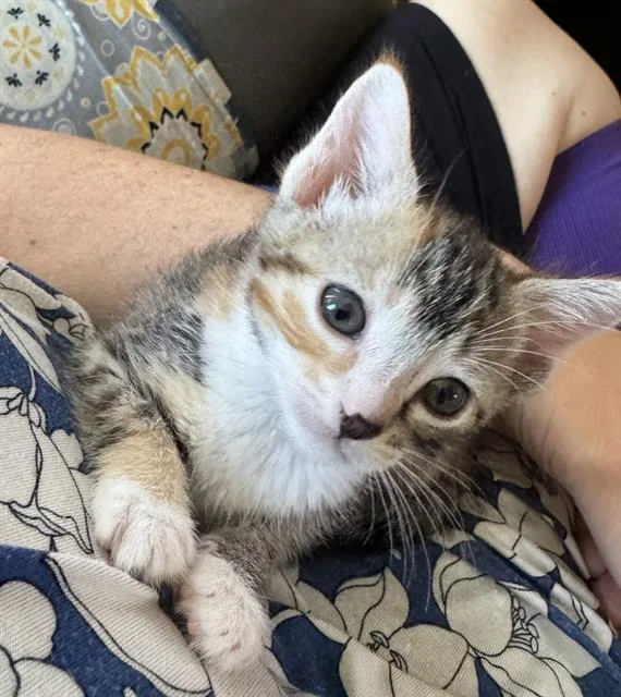 A baby small-sized female Domestic Short Hair cat named Little Lily for adoption in Sacramento, CA