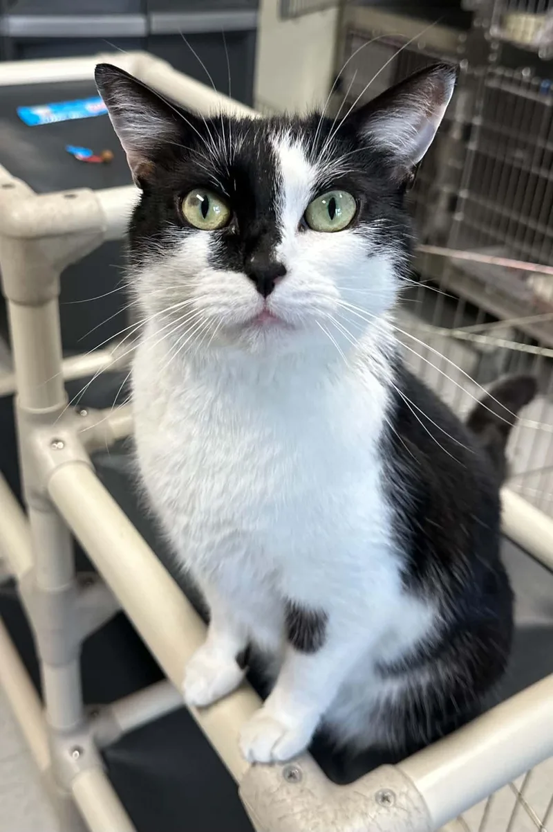 An adult medium-sized male Black & White / Tuxedo Domestic Short Hair cat named Harvey for adoption in Bridgewater, NJ