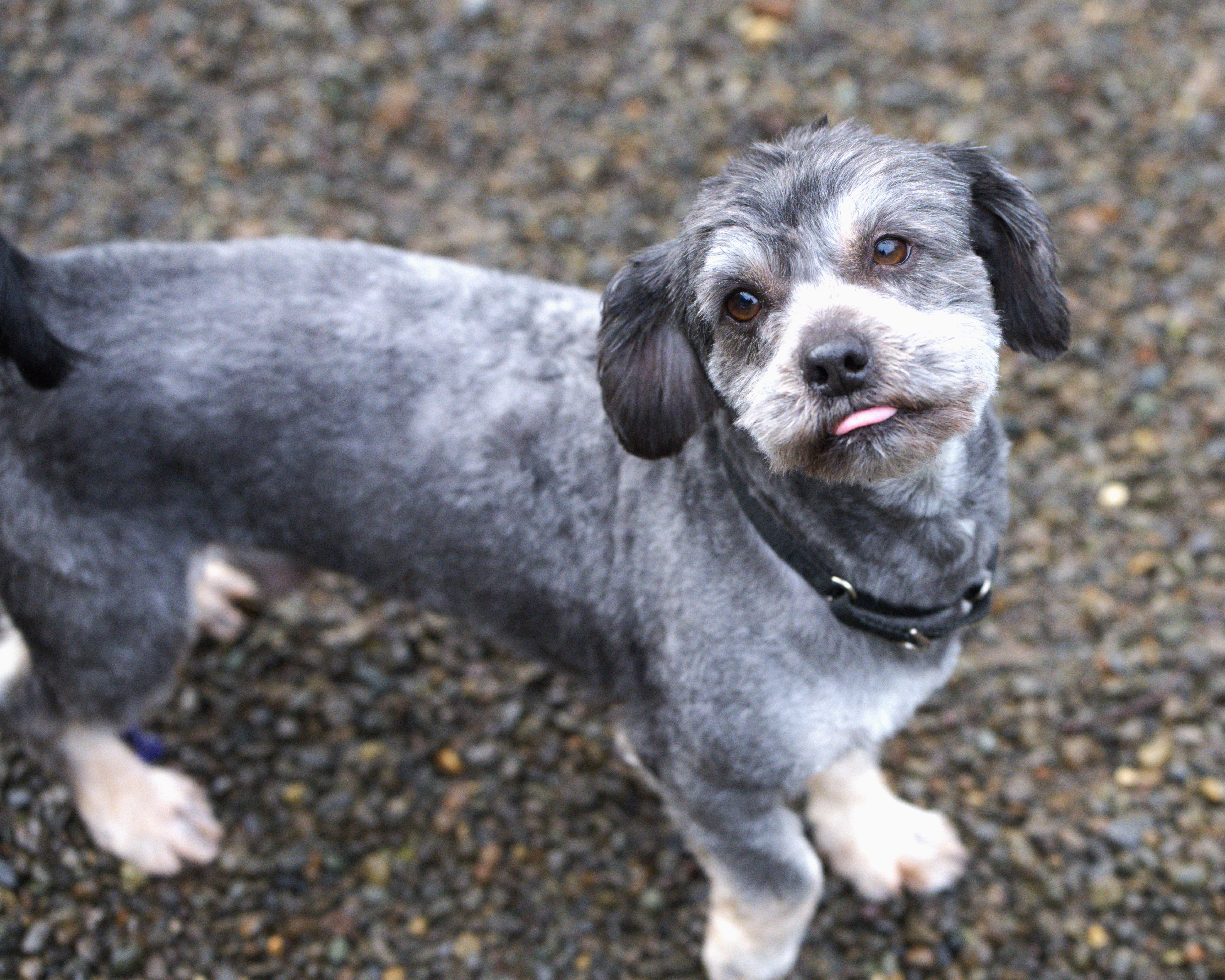 Pepper = Bonded Pair thumbnail 2