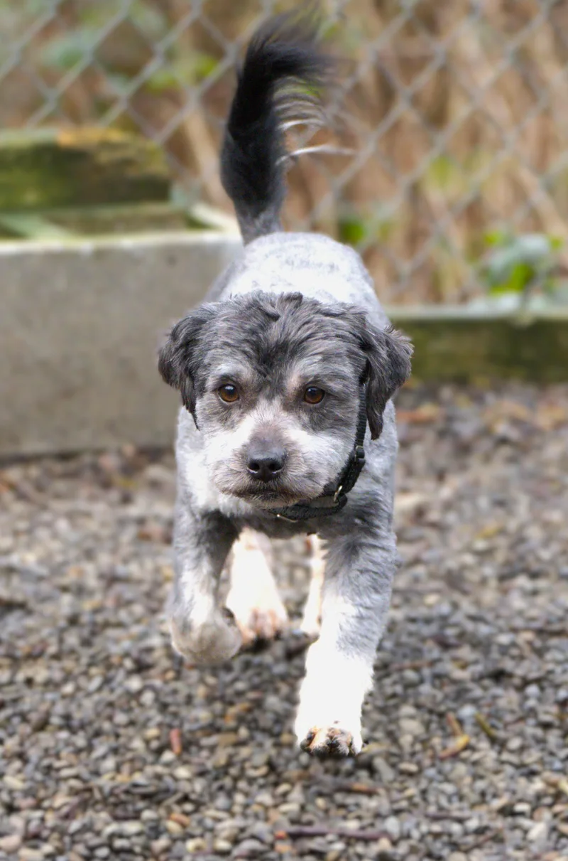 Pepper = Bonded Pair thumbnail 5