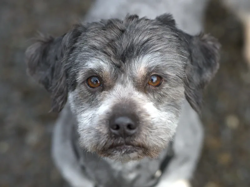 Pepper = Bonded Pair