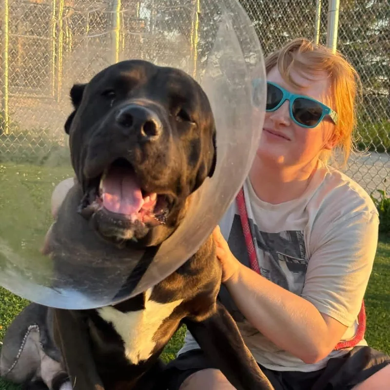 An adult large-sized male Black Cane Corso dog named Marcellus for adoption in Chicago, IL