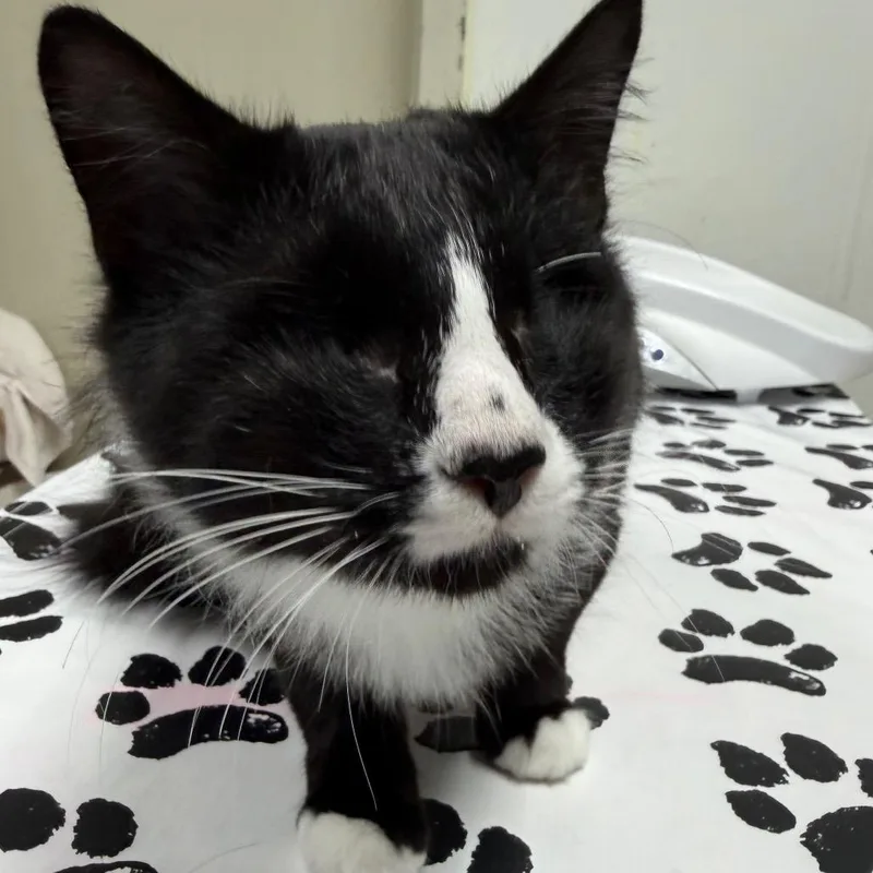 An adult medium-sized male Black Domestic Medium Hair cat named Matt for adoption in Harrisonburg, VA