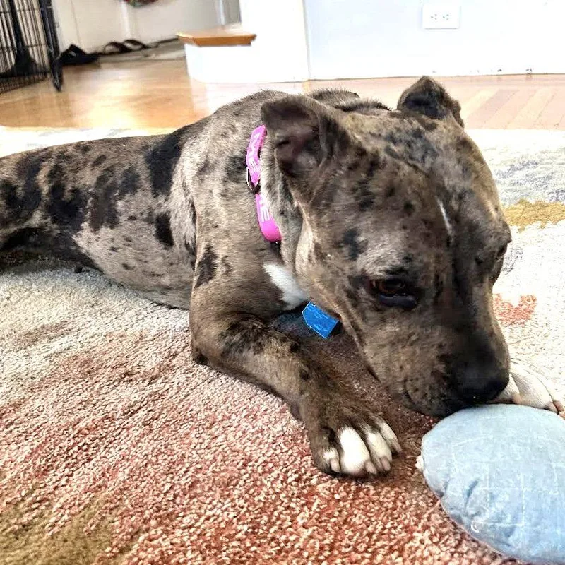 A young medium-sized female Mixed Breed dog named Fontana for adoption in Oakland, CA