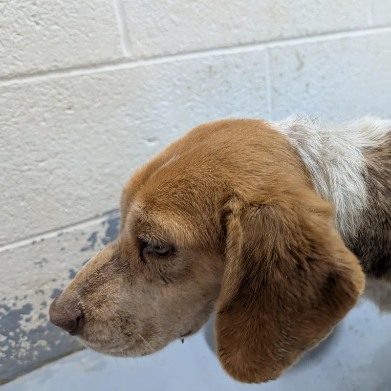Jolene Looking For Owner
