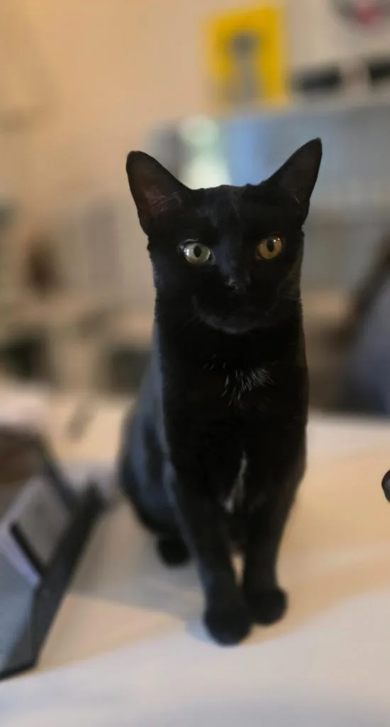 A young medium-sized female Domestic Short Hair cat named Midnight for adoption in Miami, OK