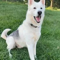 An adult large-sized male White / Cream Shepherd dog named Cosmo for adoption in Albany, NY