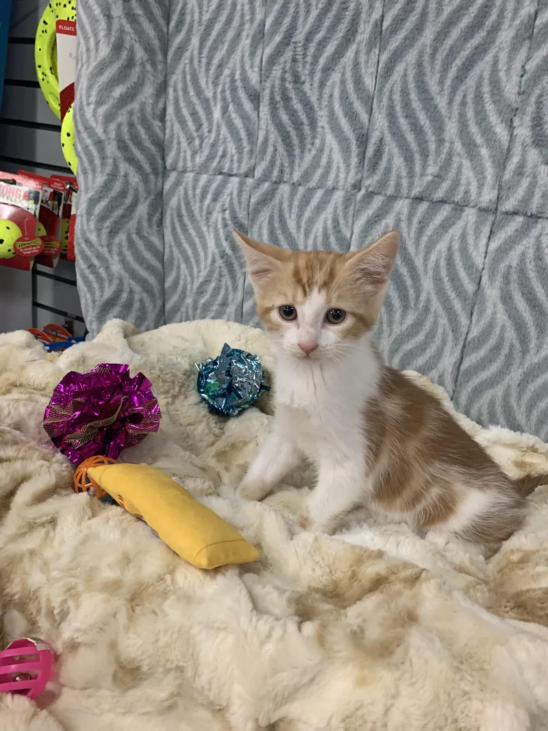 A baby medium-sized male Orange & White Domestic Short Hair cat named Jagz for adoption in Mechanicsburg, PA