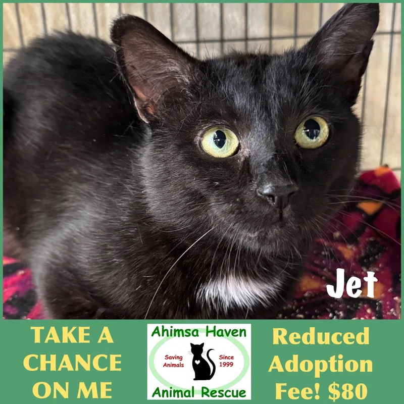 An adult medium-sized male Black Domestic Short Hair cat named Jet for adoption in Winchendon, MA