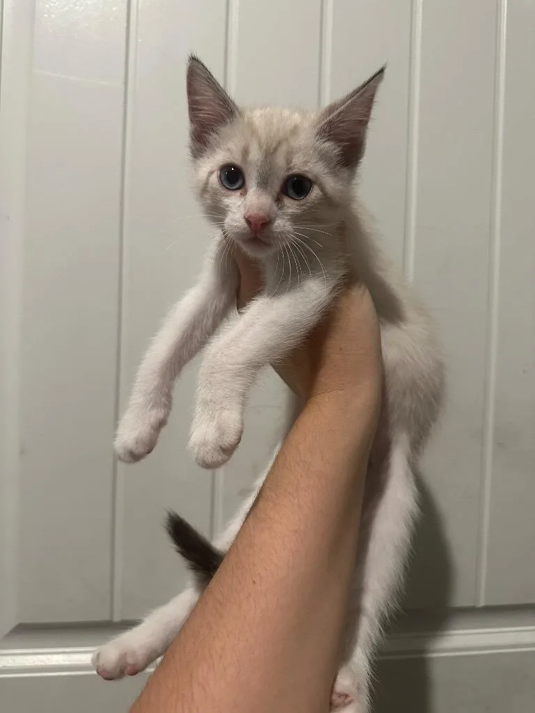 Artemis