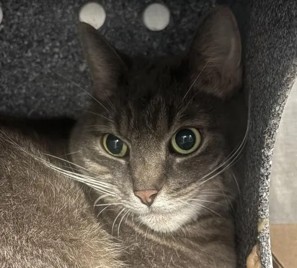 An adult medium-sized male Domestic Short Hair cat named Myrtle for adoption in New York, NY