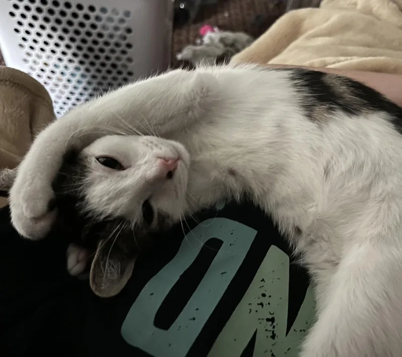 A baby medium-sized male Domestic Short Hair cat named Fireman for adoption in Broomall, PA